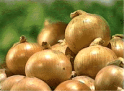 Photo of onions