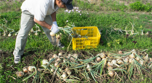 Onion harvest