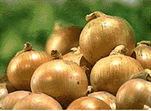 Photo of onions