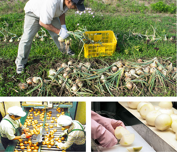 nion harvest & Onion sorting & Onion cut